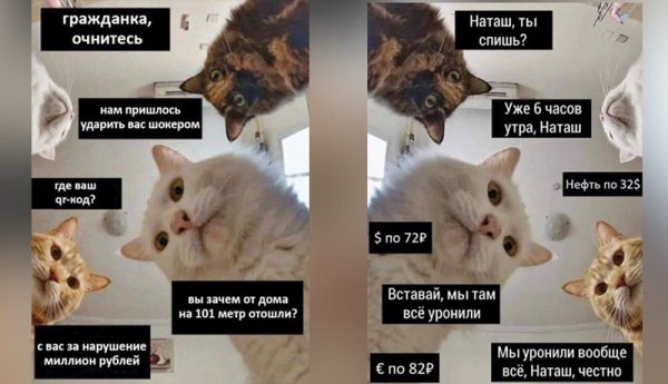 Наташа мы все уронили коты Мем