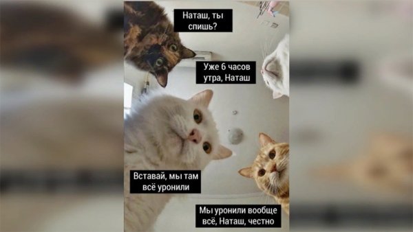 Последние мемы с котами