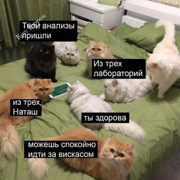 Наташа и коты мемы