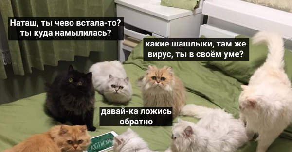 Наташа и коты