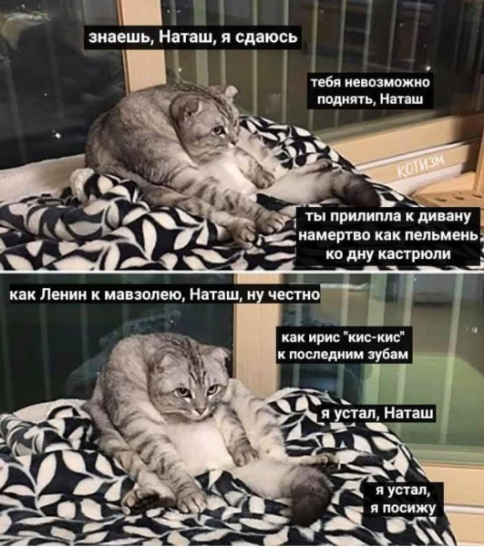 Наташа и коты мемы