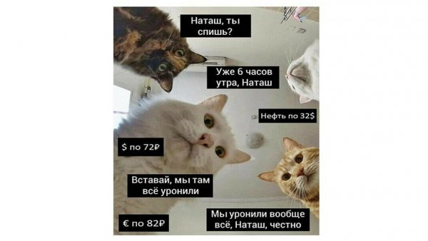 Мемы про нататуш и котов