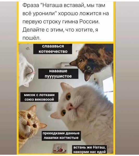 Мем про Наташу и котов