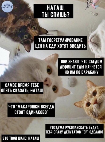 Наташа и собаки мемы