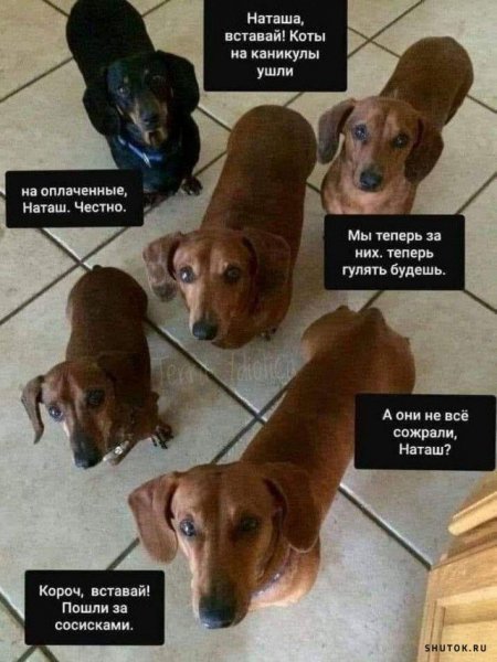 Наташа и коты мемы