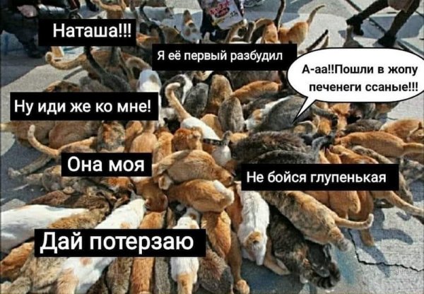 Наташа и коты мемы