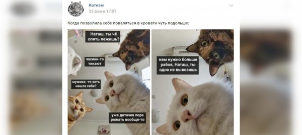 Приколы про Наташу и котов