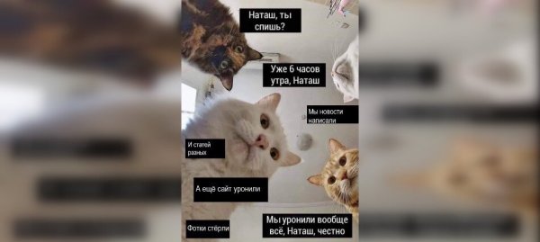 Мем Наташа и коты