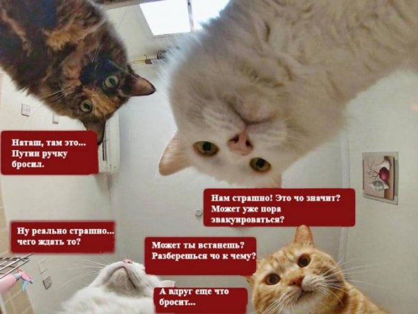 Мемы с котами и Наташей и Навальным