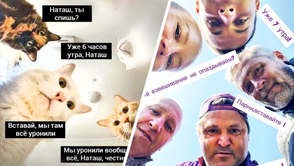 Мем про Наташу и котов
