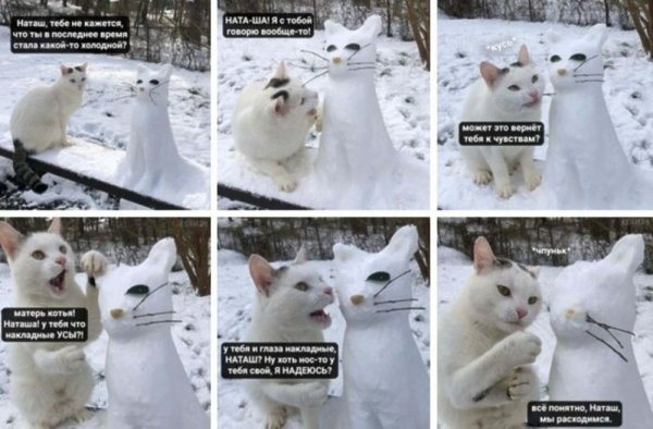 Мемы с котами и Наташей