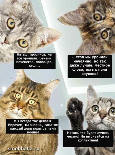 Мемы про кота и Наташу