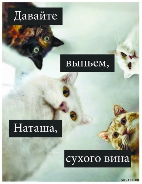 Наташа и коты