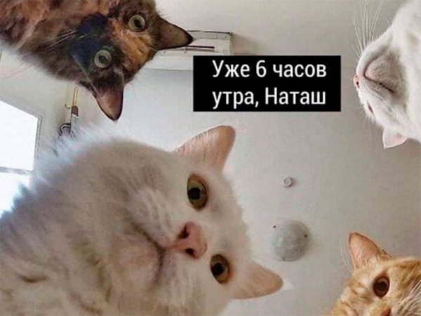 Муемы про котов и Наташу
