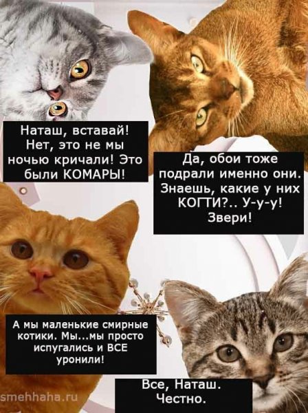 Наташа и коты