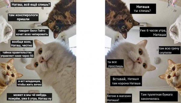 Наташа и коты мемы