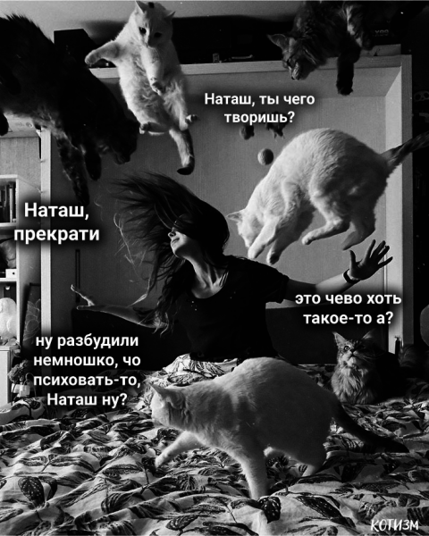 Наташа вставай коты