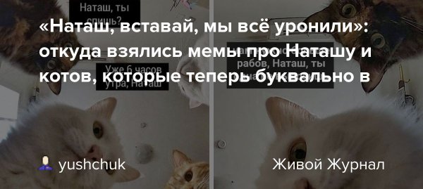 Демотиваторы с котами Наташа