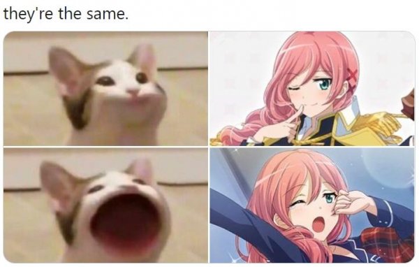 Popcat Мем