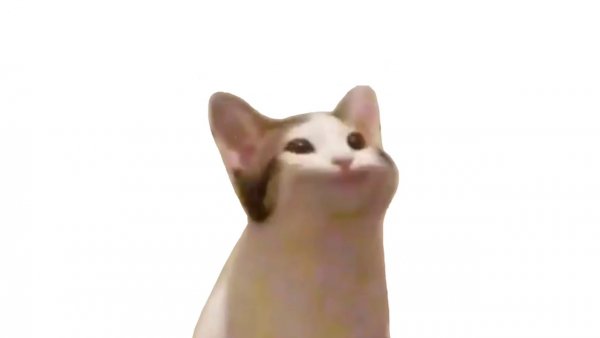 Кот с мема с открытым ртом