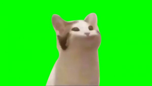 Кот на зеленом фоне