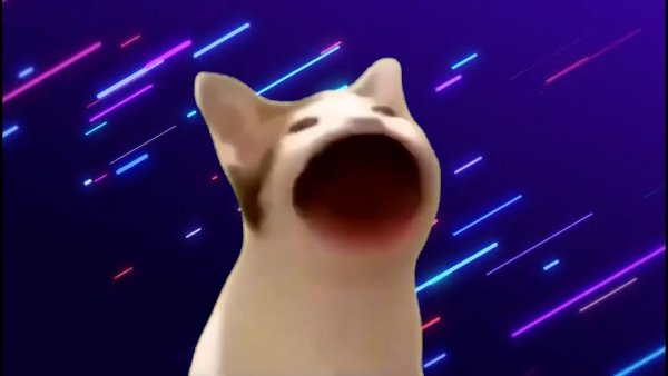 Поп кот