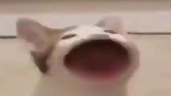 Кот открывает рот Мем