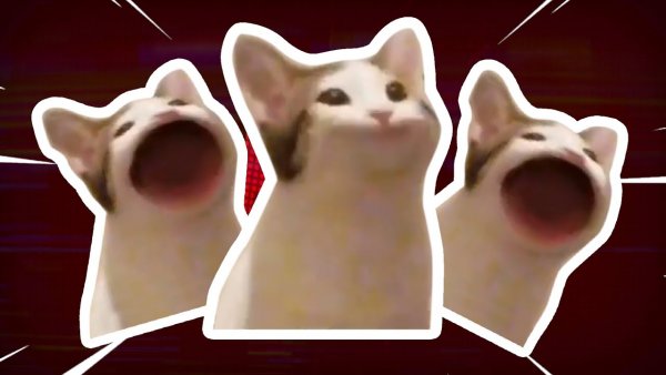 Мемы Pop Cat