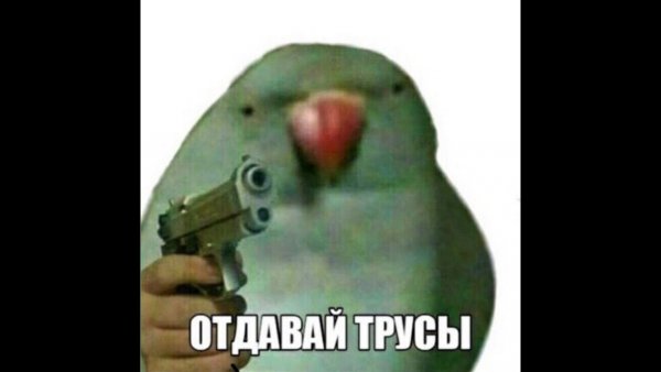 Отдавай трусы попугай