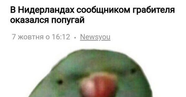 Попугай с пистолетом Мем