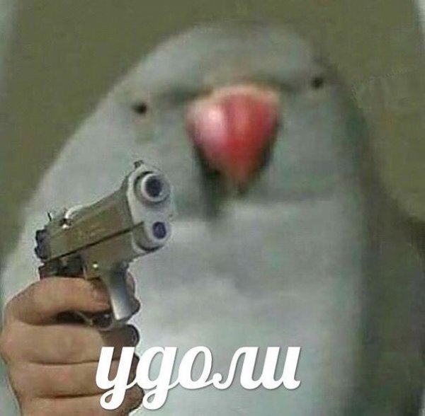 Попугай с пистолетом
