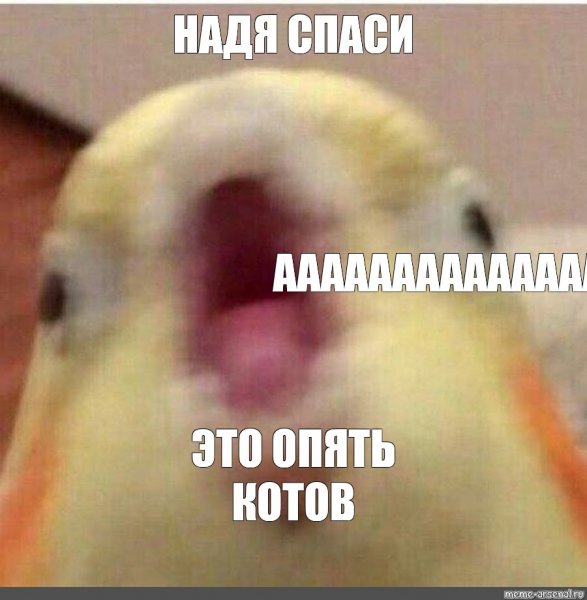 Отдавай трусы Мем попугай