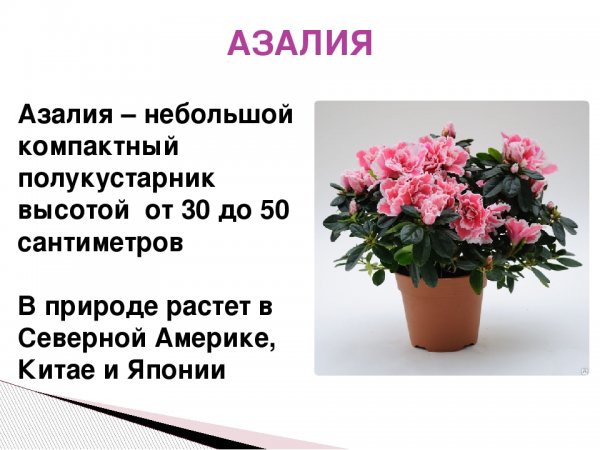 Азалия паспорт растения