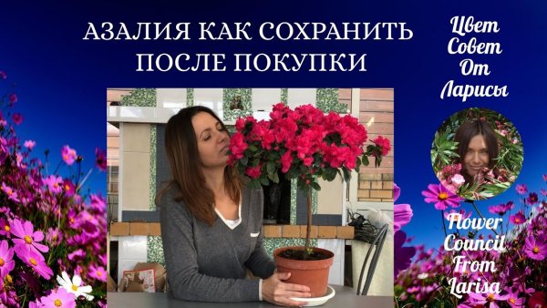 Тайна имени Азалия