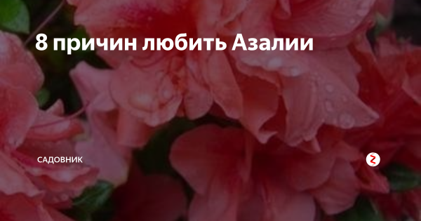 Картинка имя Альбина