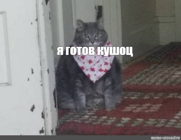 Кот неси кушоц