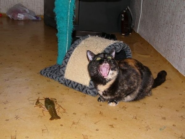 Мемы с орущим котом