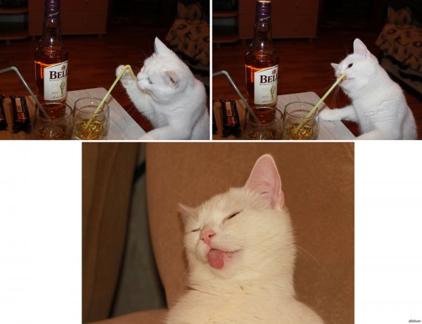 Кот с выпивкой Мем