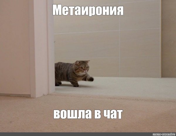 Кот вперед