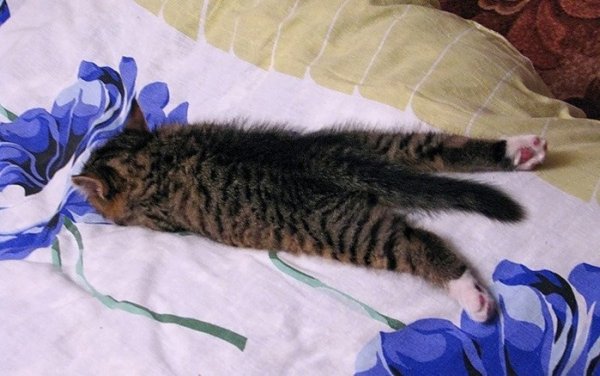 Кот спит на кровати вытянувшись