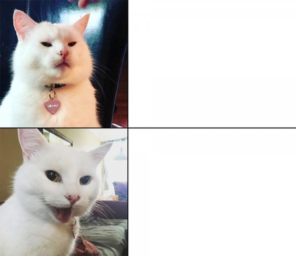 Белый кот Мем