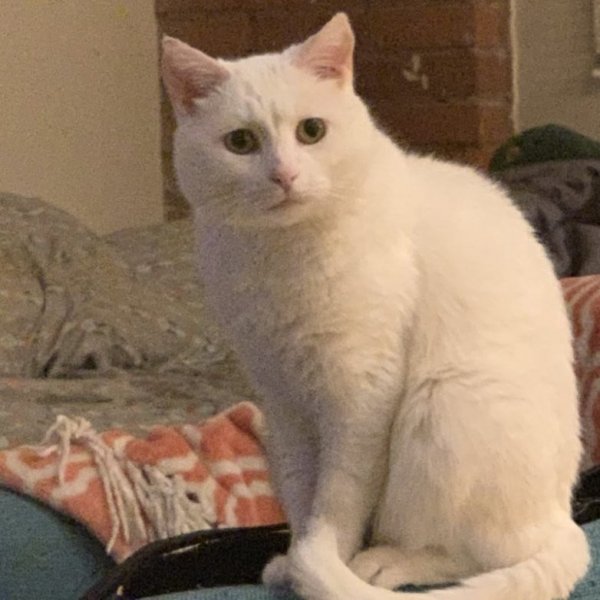 Кот Мем