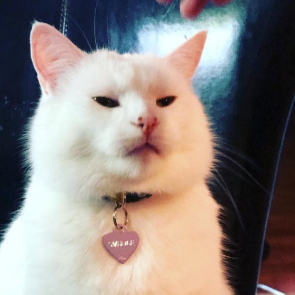 Кот Мем