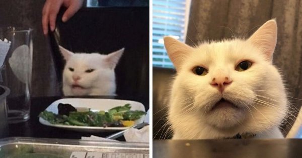 Котик Смадж
