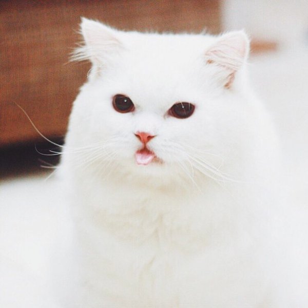 Белая кошка с высунутым языком