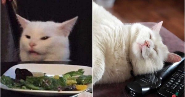 Кот из мема