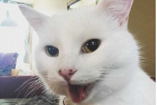 Мемы с белым котом