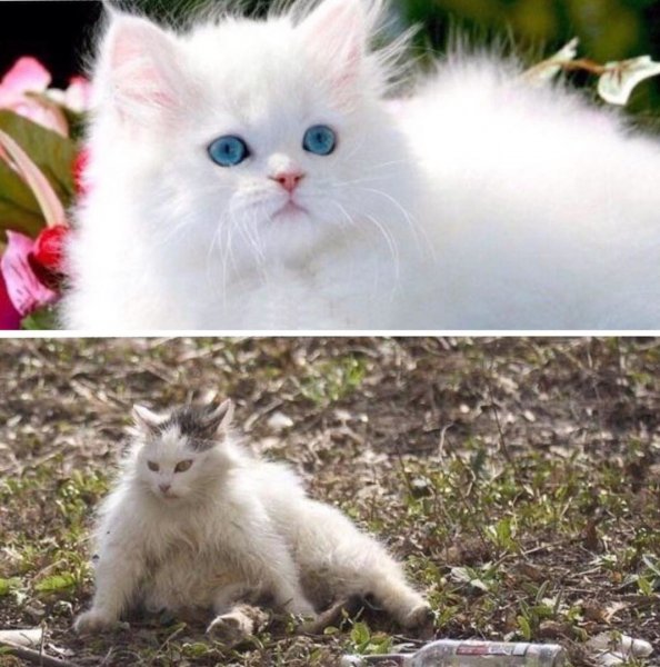 Белый котенок Мем