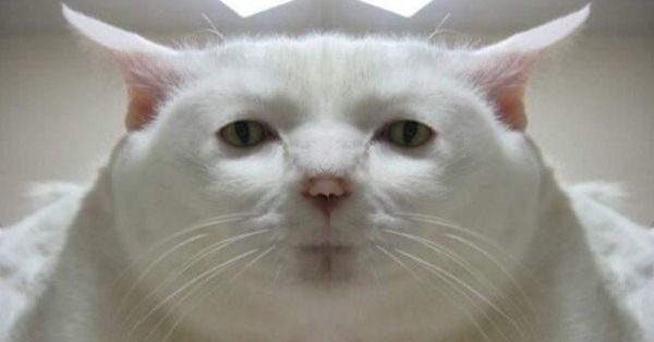 Кот из мема