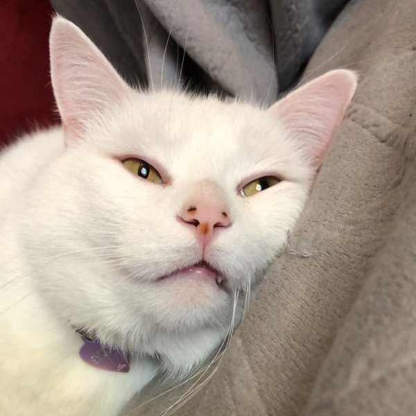 Кот Мем